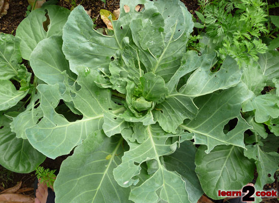 110409-Cabbage