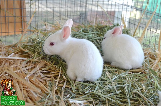 Bunnies on their straw bed