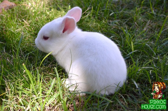 Bunny in the Grass