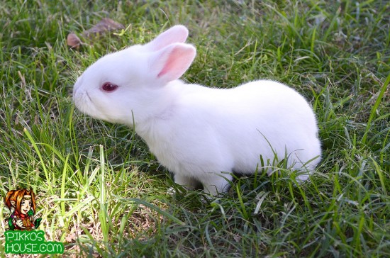 Baby Bunny Sniffing in the Grass