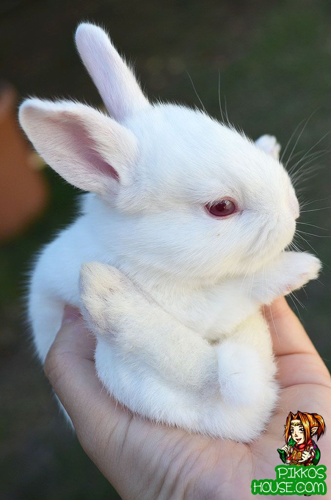 Pictures Of Cute Baby Bunnies